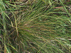 Festuca rupicola