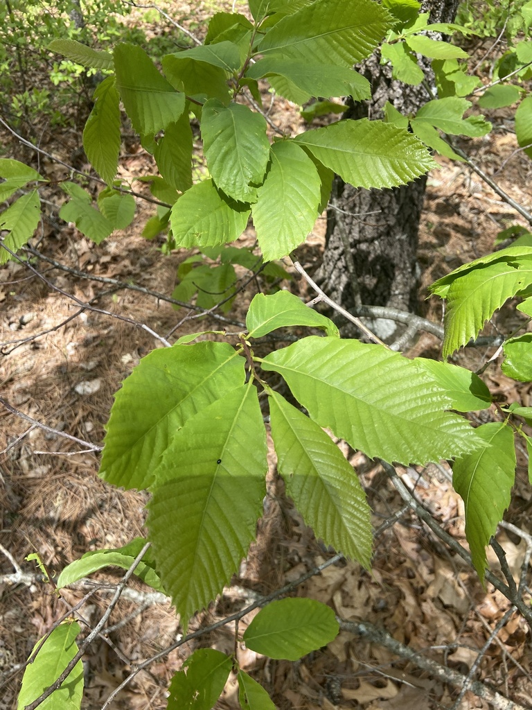 Ozark Chinquapin from Mark Twain National Forest, Seligman, MO, US on ...