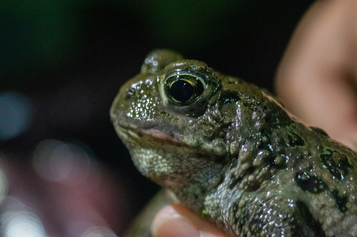 iNaturalist observation photo of Western Toad