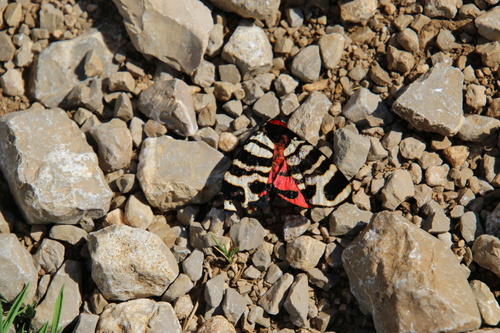 Arctia festiva