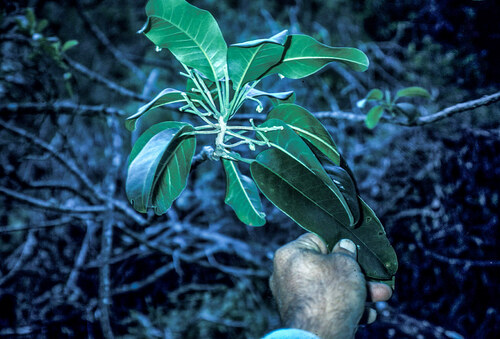 Melicope haupuensis
