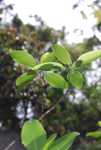 Melicope haupuensis