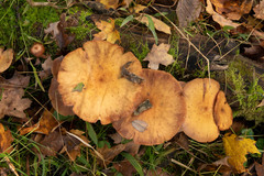 Desarmillaria caespitosa image