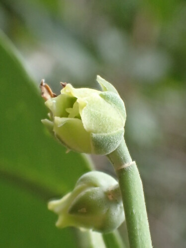 Melicope haupuensis