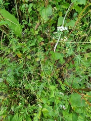 Vicia disperma image