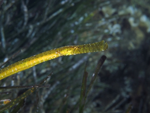 Broadnosed Pipefish, North Aegean, Aegean, GR, photo 8 of 10