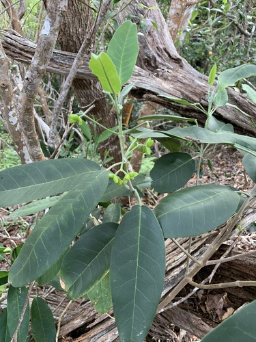 Melicope haupuensis