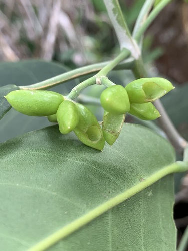 Melicope haupuensis