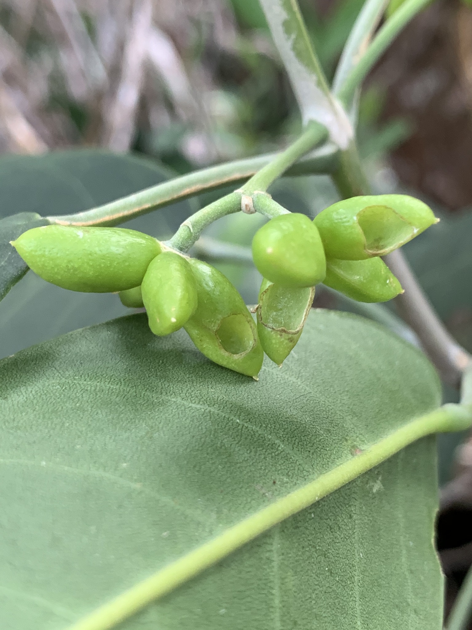 Melicope haupuensis