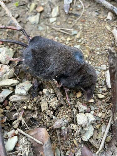 Radde's Shrew (Sorex raddei) — Least Concern Mammalia