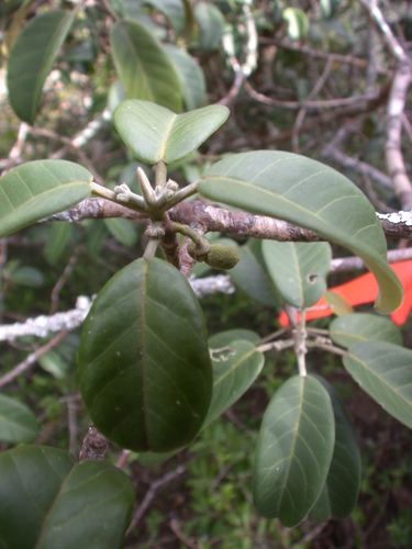 Melicope hawaiensis observed 2005-10-10