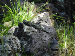 Sceloporus torquatus torquatus