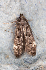 Bryotropha basaltinella