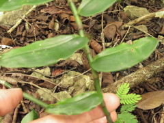 Tripogandra grandiflora