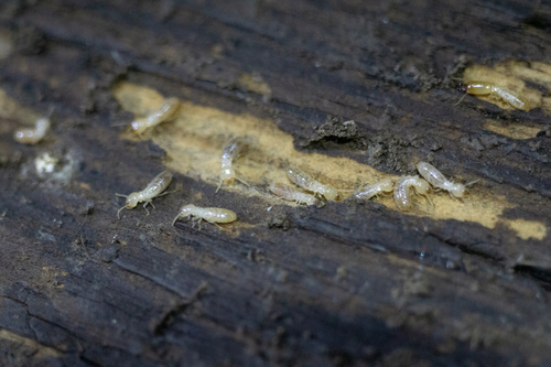 iNaturalist observation photo of Reticulitermes