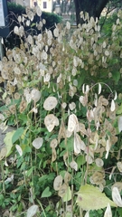 Lunaria