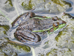 Lithobates neovolcanicus