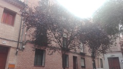 Prunus cerasifera pissardii