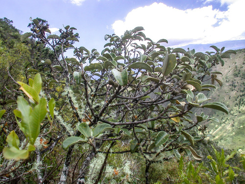 Melicope hawaiensis observed 2006-08-22