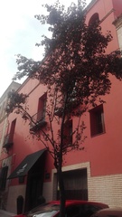 Prunus cerasifera pissardii