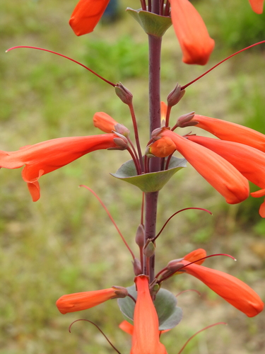 Image of Penstemon murrayanus by (c) saltyhiker, some rights reserved (CC BY)