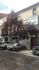 Prunus cerasifera pissardii