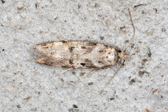 Caryocolum blandelloides