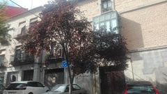 Prunus cerasifera pissardii