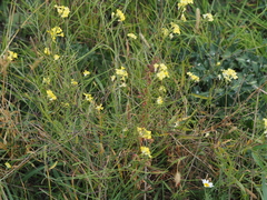 Sisymbrium orientale