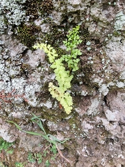 Anogramma leptophylla image