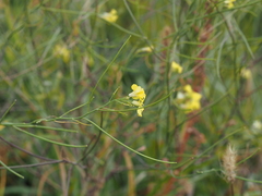 Sisymbrium orientale