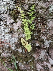 Anogramma leptophylla image