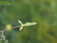 Sisymbrium orientale