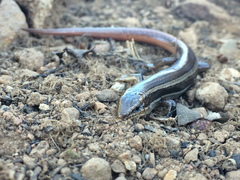 Plestiodon skiltonianus interparietalis