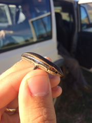 Plestiodon skiltonianus interparietalis