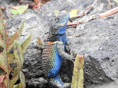 Sceloporus torquatus torquatus