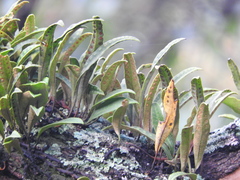 Pleopeltis polylepis