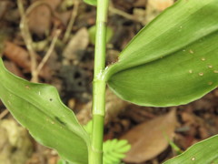 Tripogandra grandiflora