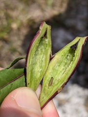 Gnorimoschema s-fistulosa-elliptical-stem-gall gall