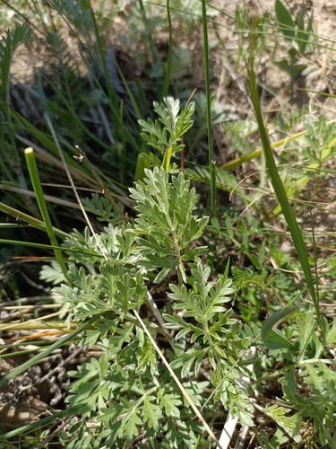 Artemisia pancicii, photograph 6