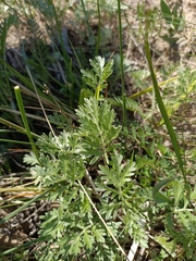 Artemisia pancicii, photograph (c) Saskia, some rights reserved (CC BY)