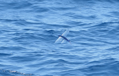 Clearwing Flyingfish photo 2