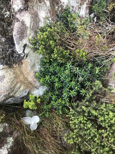 Image of Erica petiolaris by (c) Ren Hoekstra, some rights reserved (CC BY)
