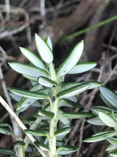 Image of Erica petiolaris by (c) Ren Hoekstra, some rights reserved (CC BY)