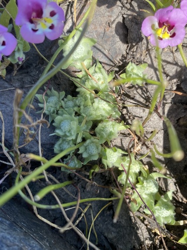 iNaturalist observation photo of Woolly-Marbles