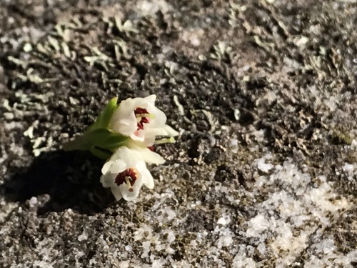 Image of Erica depressa by (c) Ren Hoekstra, some rights reserved (CC BY)