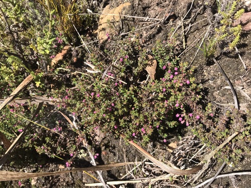 Image of Erica planifolia by (c) Ren Hoekstra, some rights reserved (CC BY)