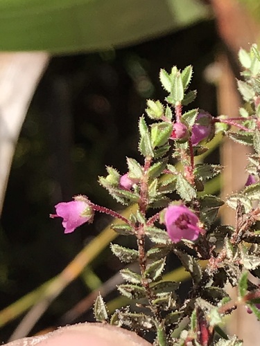 Image of Erica planifolia by (c) Ren Hoekstra, some rights reserved (CC BY)