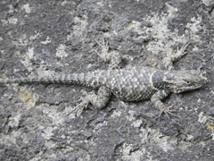 Sceloporus torquatus torquatus
