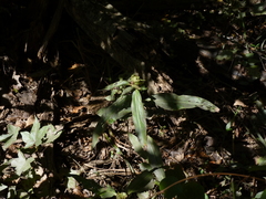 Commelina virginica